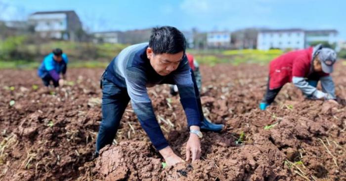 细探！龙凤呈祥三峡情批发渠道订货指南及操作手册